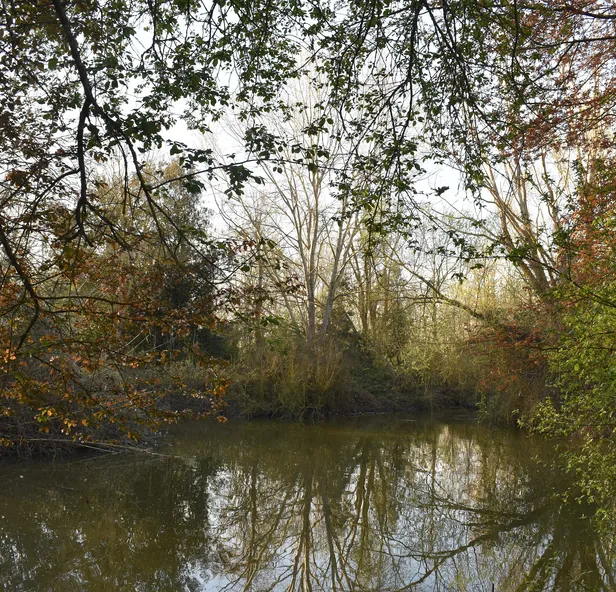 Alberi sull'acqua nell'Oasi della Garzaia