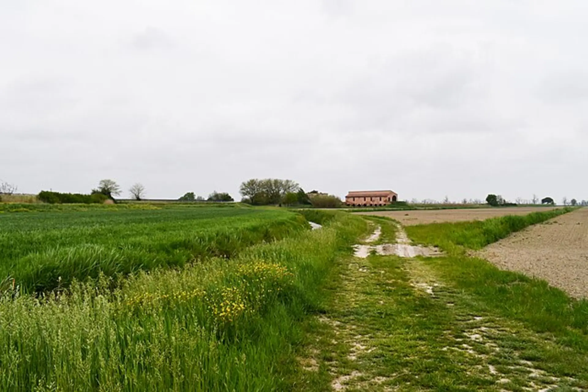 Argine con erba e canne nella campagna di Codigoro
